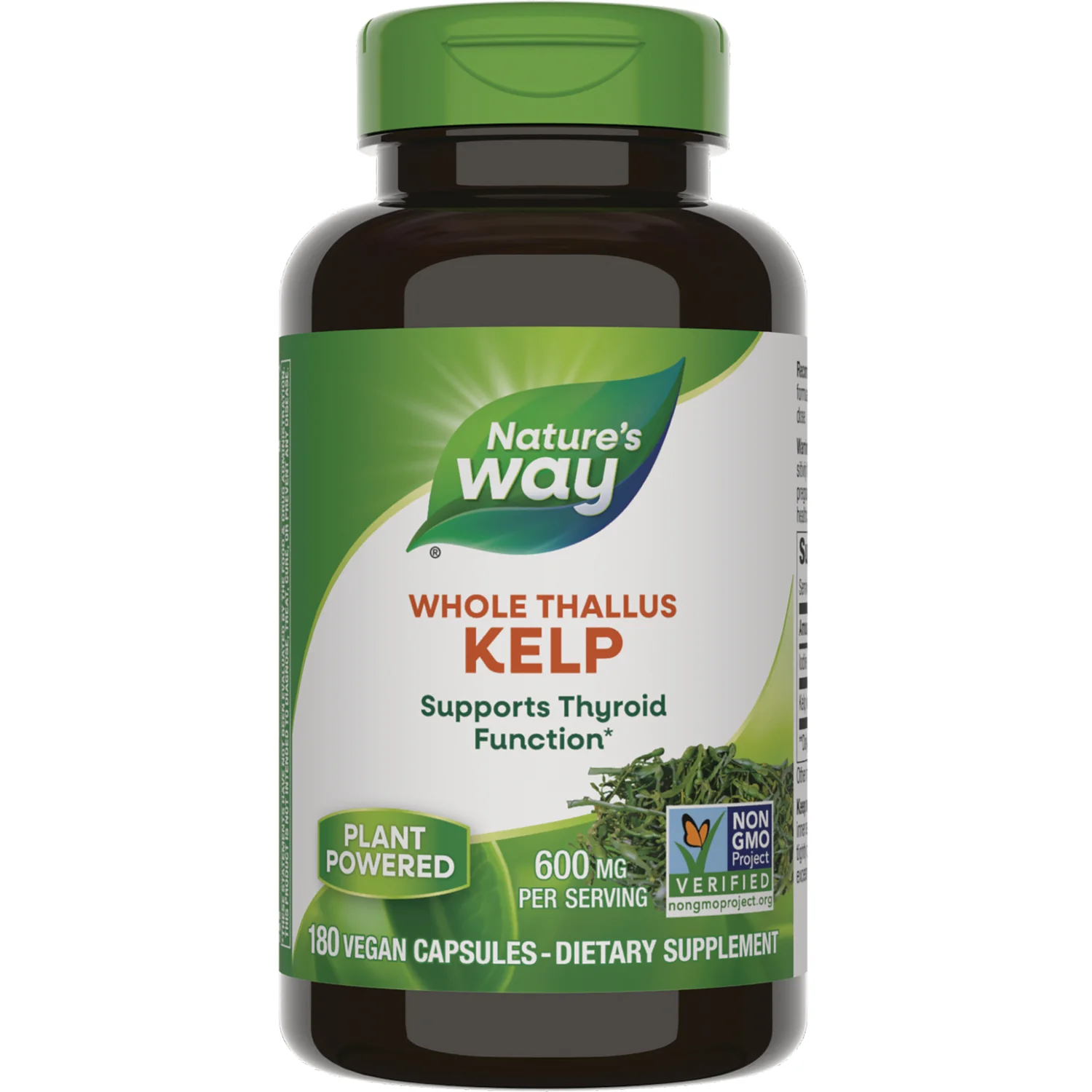 Whole Thallus Kelp - Image 2