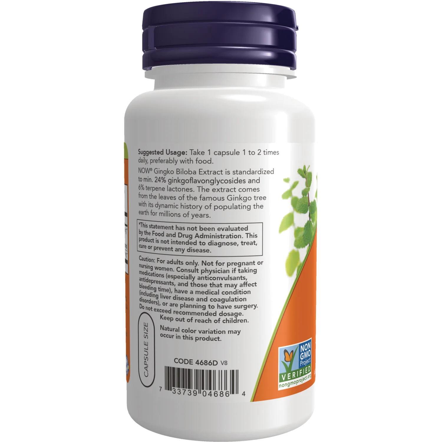 Ginkgo Biloba - Image 3