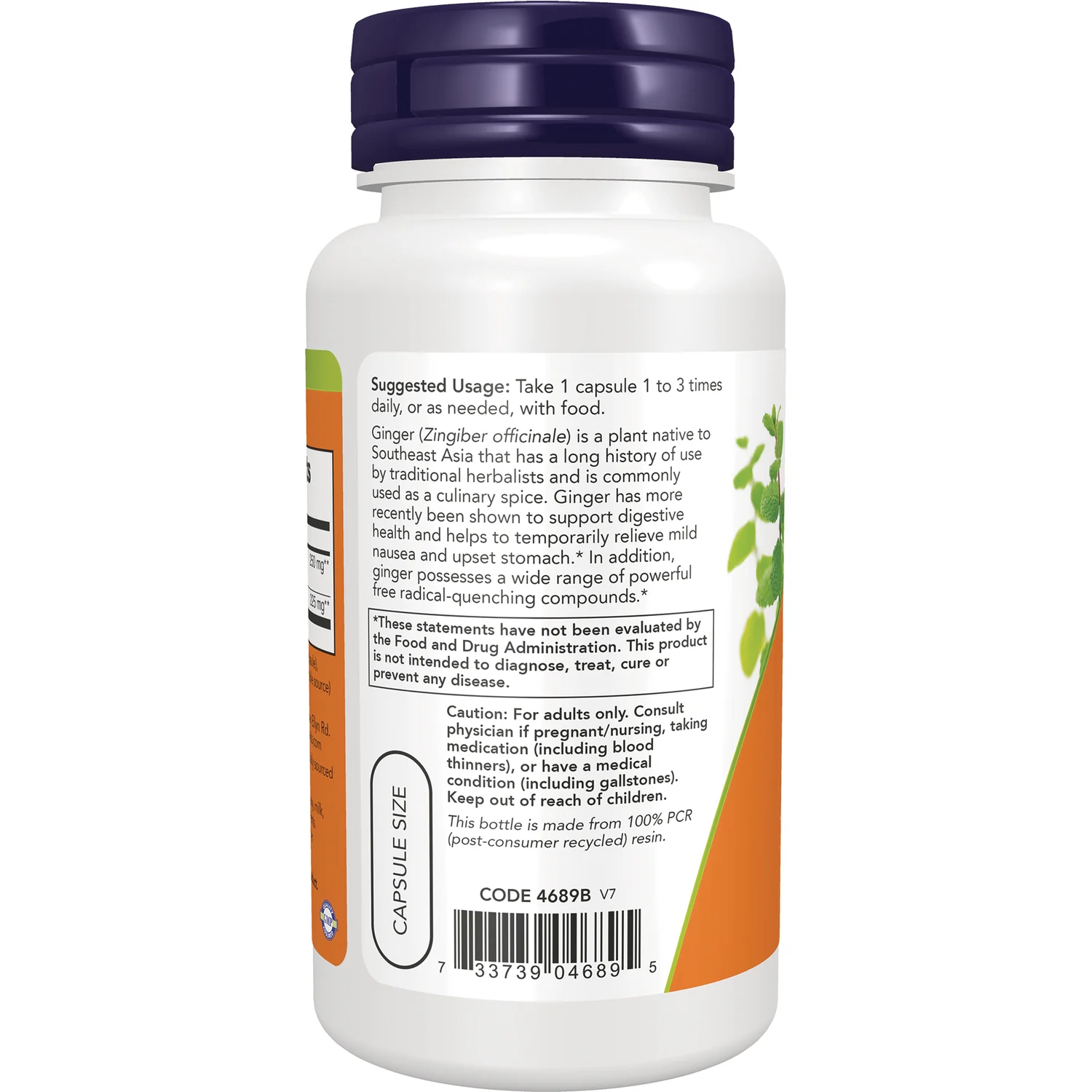 Panax Ginseng - Image 3