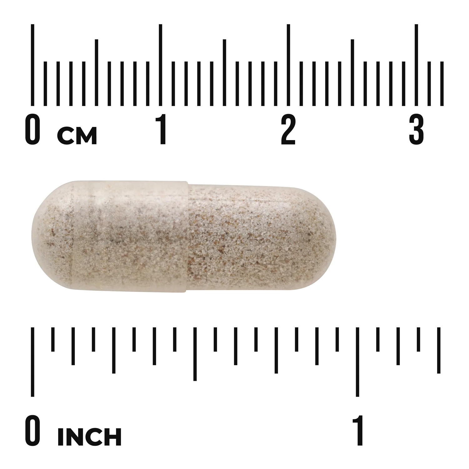 Sea Cucumber - Image 3