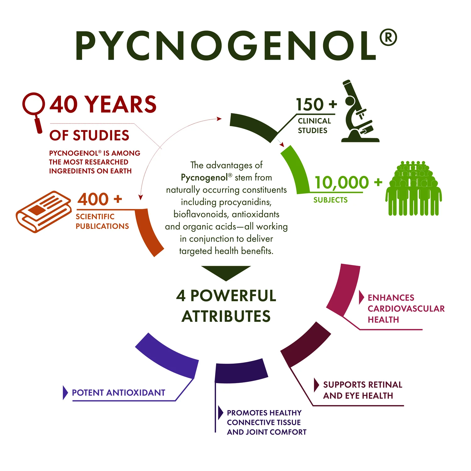 Pycnogenol - Super Strength - Image 4