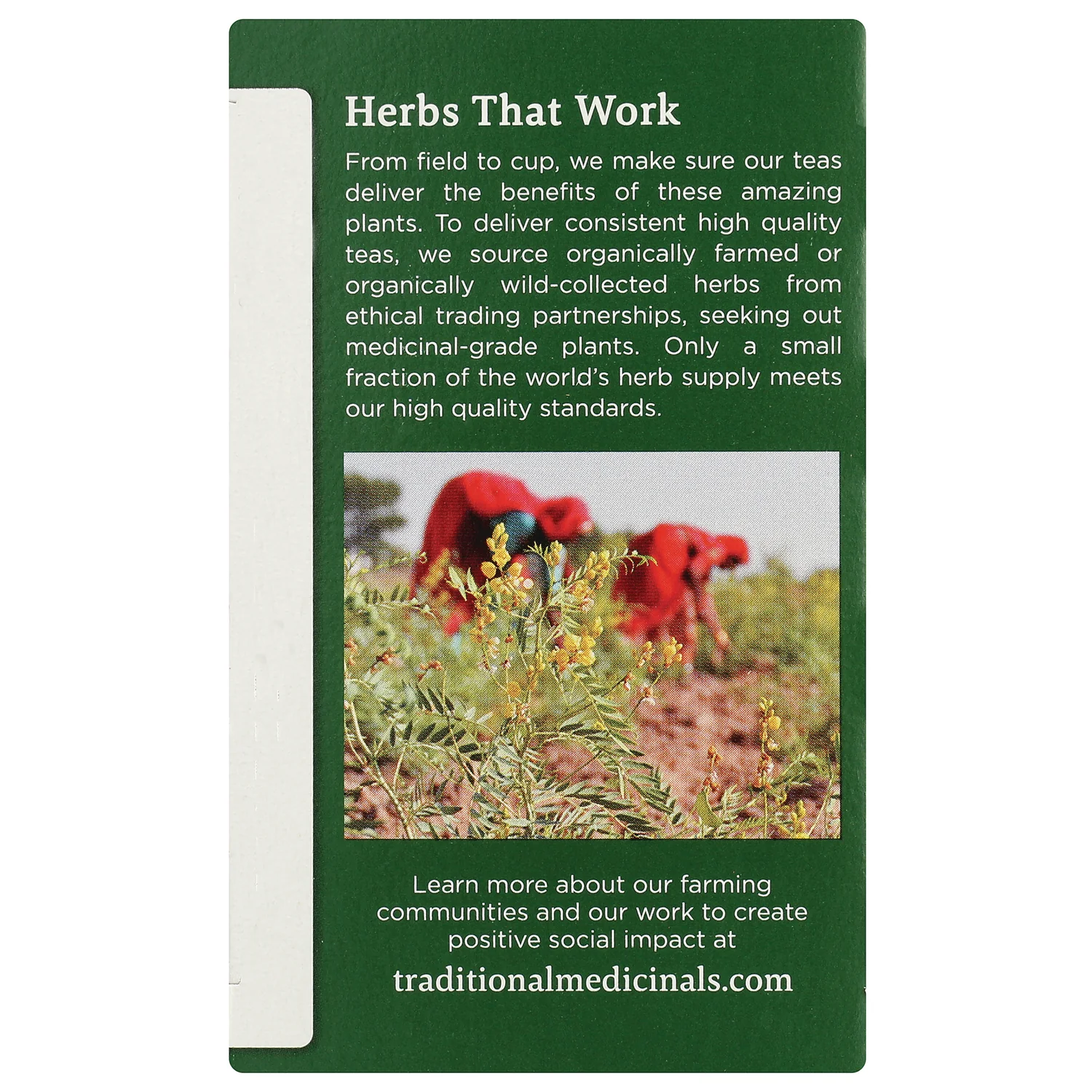 Organic Fennel Tea - Image 4